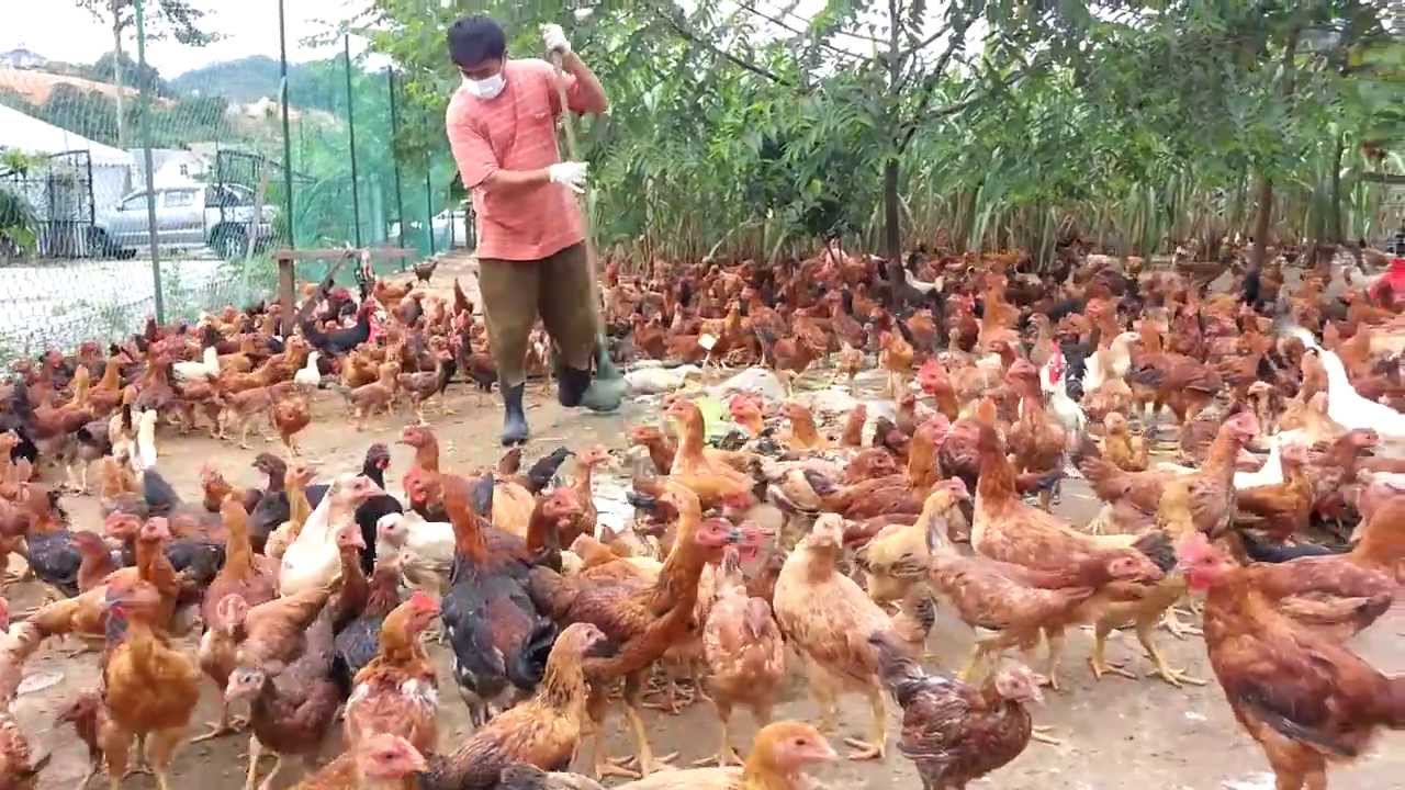 Peluang Usaha Ternak Ayam Kampung Cara Memilih Bibit Yang Tepat