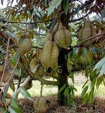 Potensi Menggiurkan Dibalik Perkebunan Durian Montong, Seri Agrobisnis