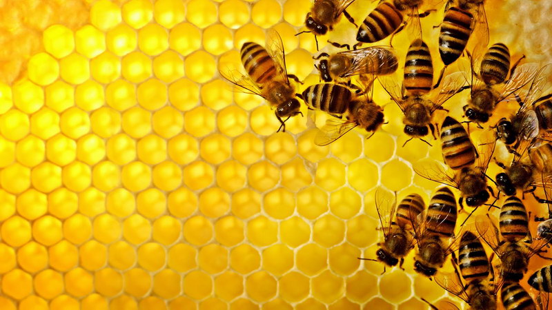 budidaya lebah madu