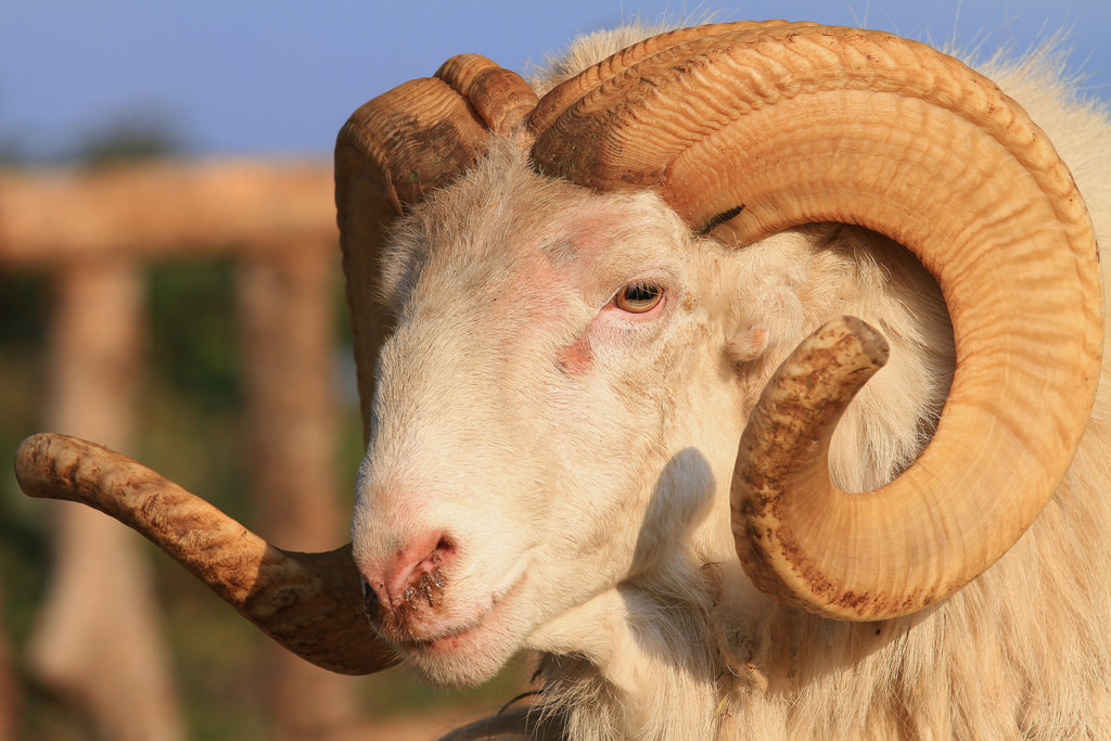 Kisah Sukses Peluang Usaha Ternak Domba Garut Dengan Omzet 400 Juta
